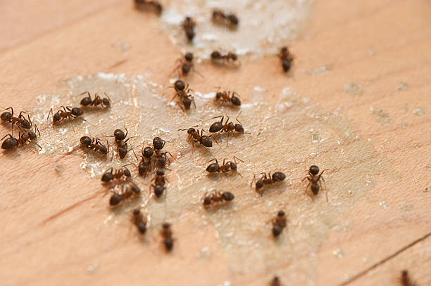 Best Commercial Pest Control Services  in Beattystown, NJ